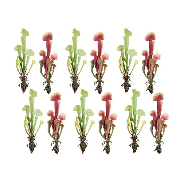 Cobra Lily Plant (Set of 12)