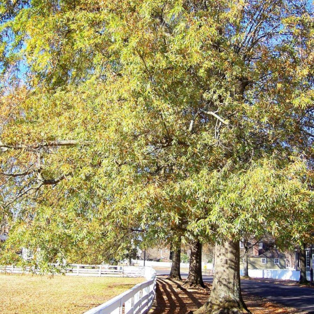 7 Gal. Willow Oak Shade Tree OAKWIL07G