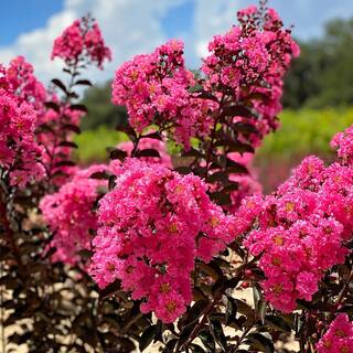 FIRST EDITIONS 7 gal. Twilight Magic Crapemyrtle Flowering Shrub with White Flowers CRMTMA07G