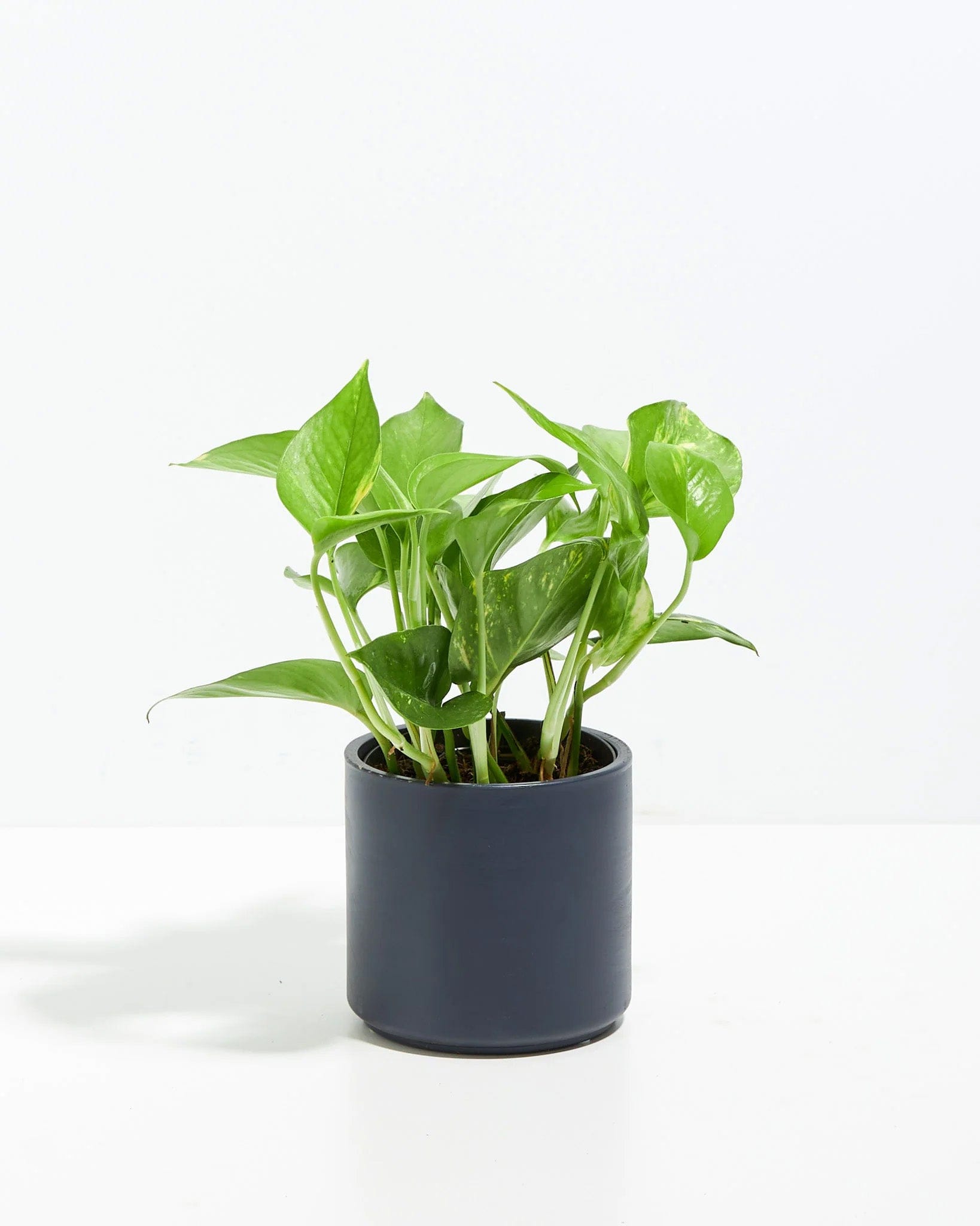 Lively Root Golden Pothos Kit