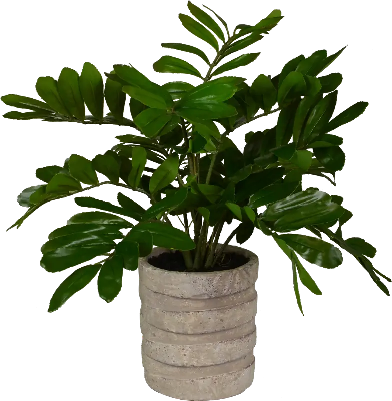 19 Inch ZZ Plant Arrangement In Sculptured Cement Pot