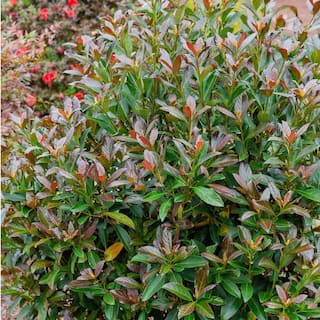 SOUTHERN LIVING 2 Gal. Copper Top Viburnum Shrub with Red to Green Foliage 17216