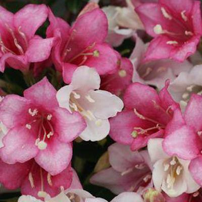 PROVEN WINNERS 1 Gal. Czechmark Trilogy (Weigela) Live Shrub White Pink and Red Flowers WEIPRC1216101