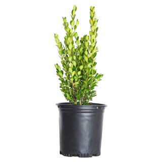 FLOWERWOOD 2.5 Qt. Wintergreen Boxwood Live Shrub Plant Glossy Dark Green Foliage 0617Q