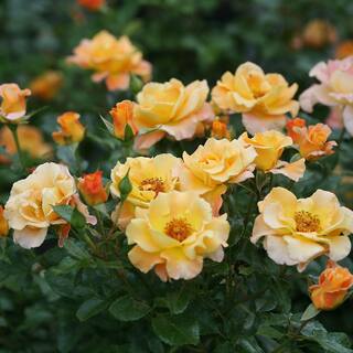 PROVEN WINNERS 2 Gal. Sunorita Rose Plant with Soft Orange Blooms 17516