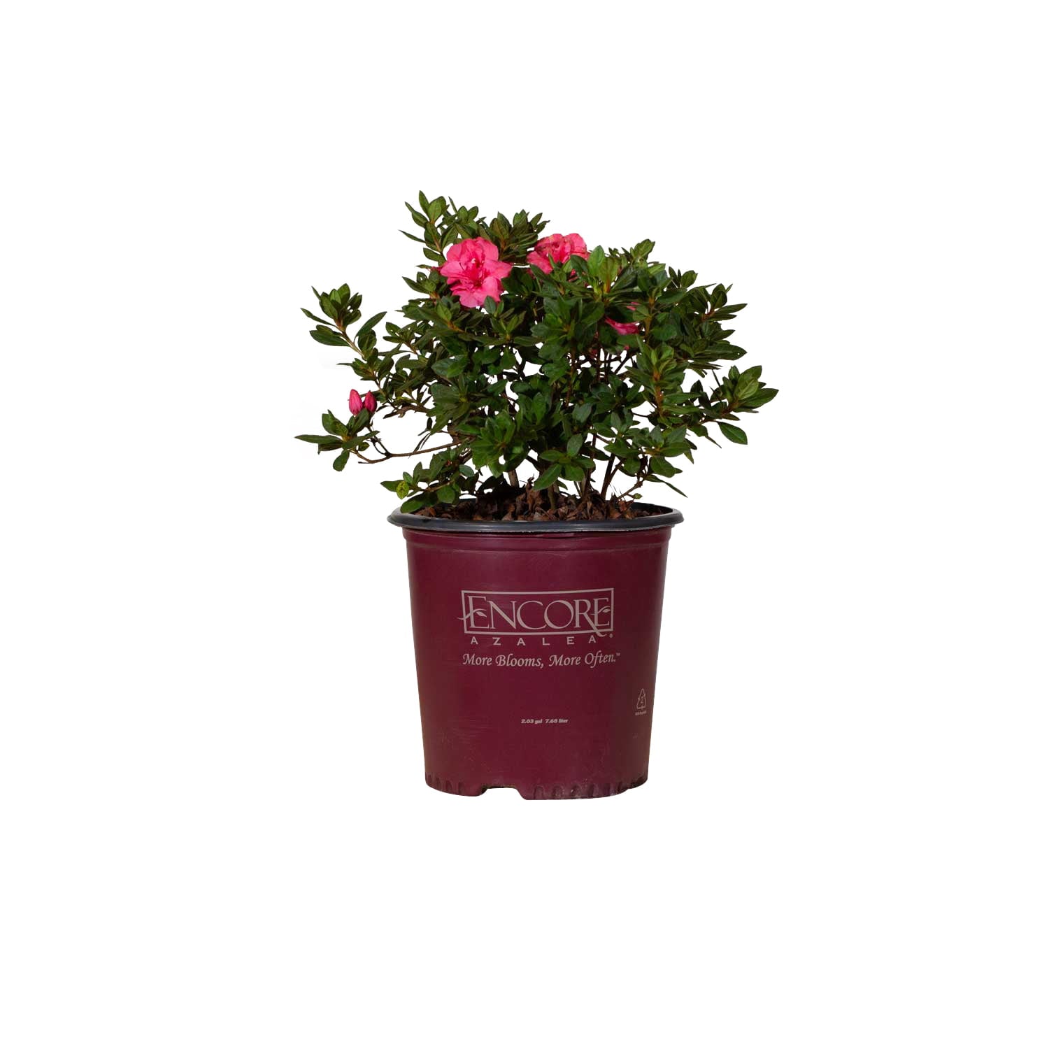 Encore Azalea Autumn Rouge (2 Gallon) Dark Pink Flowering Shrub - Full Sun Live Outdoor Plant