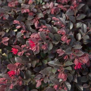 SOUTHERN LIVING 2.5 Qt. Purple Daydream Dwarf Loropetalum Evergreen Shrub with Purple Foliage Pink Ribbon Blooms 4199Q