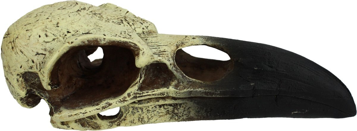 Komodo Raven Skull Aquarium Ornament