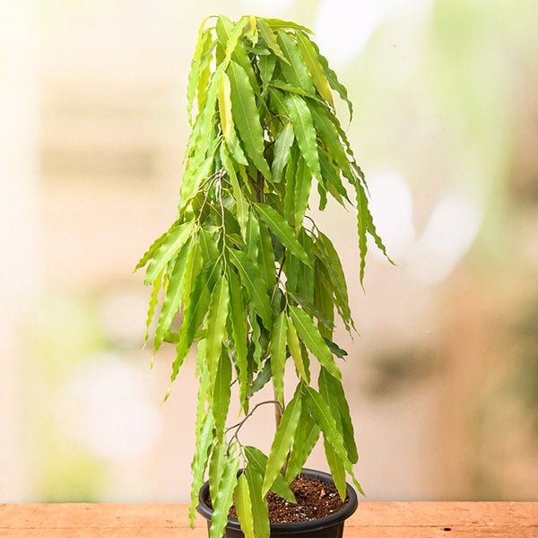 Ashoka Tree, Pendula Ashok - Plant