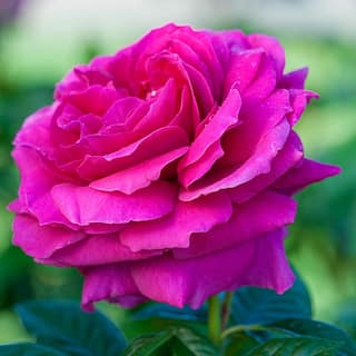 Spring Hill Nurseries Pretty Lady Downton Abbey Grandiflora Rose Dormant Bare Root Plant Pink Color Flowers (1-Pack) 86310