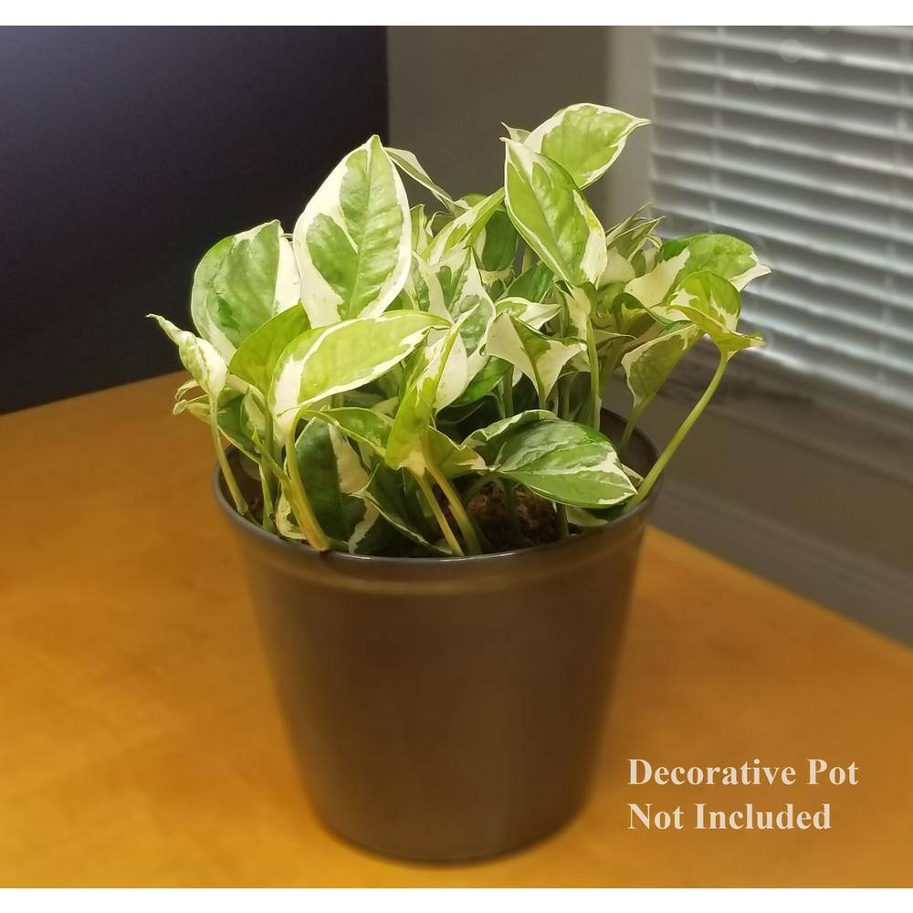 Pearl and Jade Pothos Plant in 6 in. Grower Pot PnJPoth006