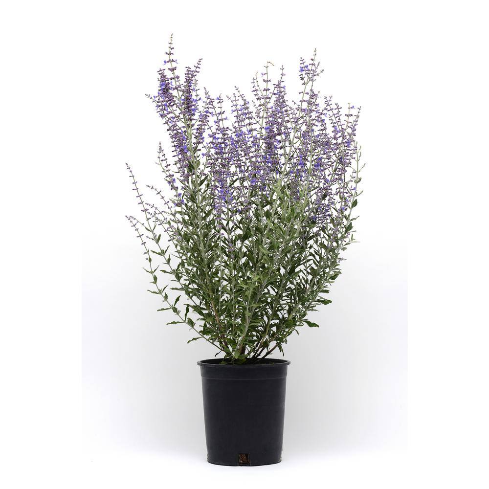 2.5 qt. Perennial Perovskia Atriplicifolia Sage (2-Pack) 1163