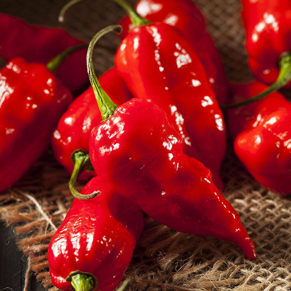 Bonnie Plants 19 oz. Red Ghost Super Hot Pepper Plant 3150