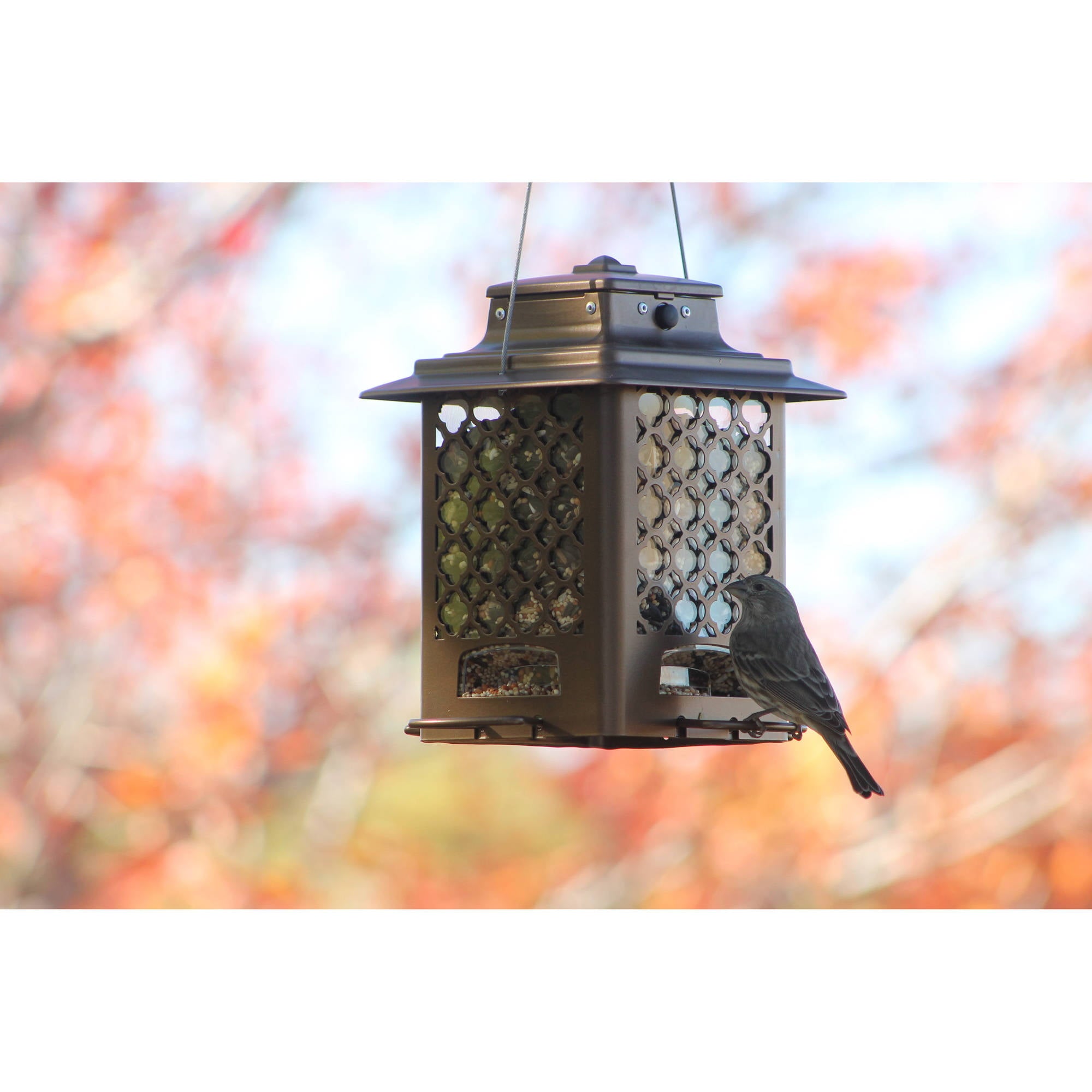 More Birds Bronze Metal Hopper Sunflower Bird Feeder， 3.6 lb Capacity