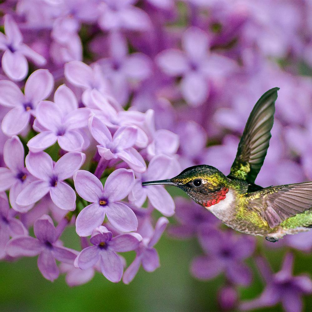 Spring Hill Nurseries 4 in. Pot Sunday Lilac (Syringa) Live Deciduous Plant Purple Flowering Shrub (1-Pack) 71313