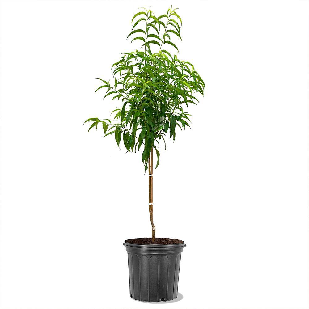 5 Gal. White Hale Peach Tree PCHWHA05G