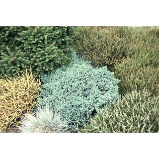 1.5 Gal. Blue Star Juniper Live Shrub with Icy Blue Folliage 1000043170