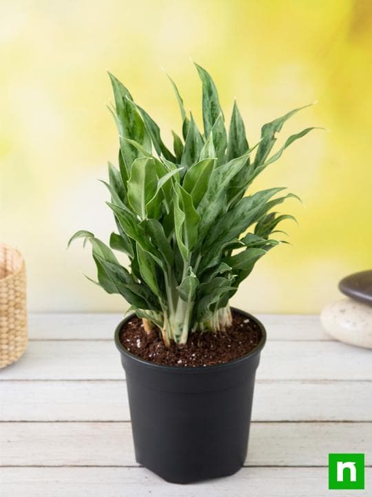 Aglaonema green compact, Aglaonema compact maria - Plant