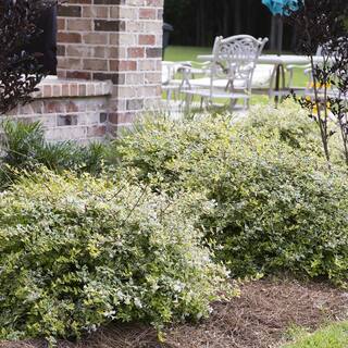 SOUTHERN LIVING 2.5 Qt. Miss Lemon Abelia With Light Pink Flowers Live Semi-Evergreen Shrub Plant 0157Q
