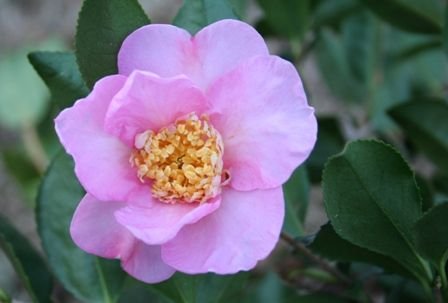 Winters Star Camellia