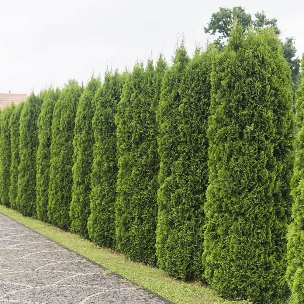 FLOWERWOOD 2.5 Gal - Emerald Green Arborvitae(Thuja) Live Evergreen ShrubTree Green Foliage 55203FL