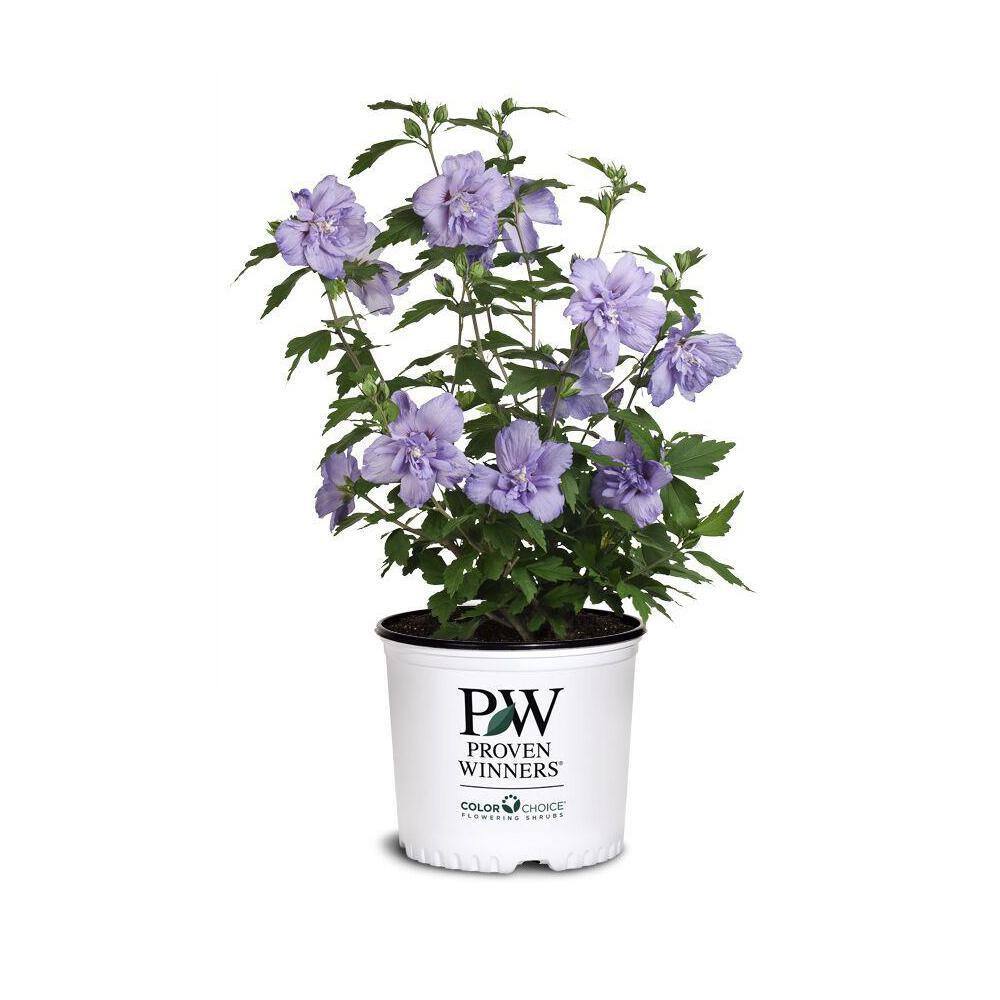 PROVEN WINNERS 2 Gal. Blue Chiffon Rose of Sharon (Hibiscus) Plant with Blue Flowers 14714