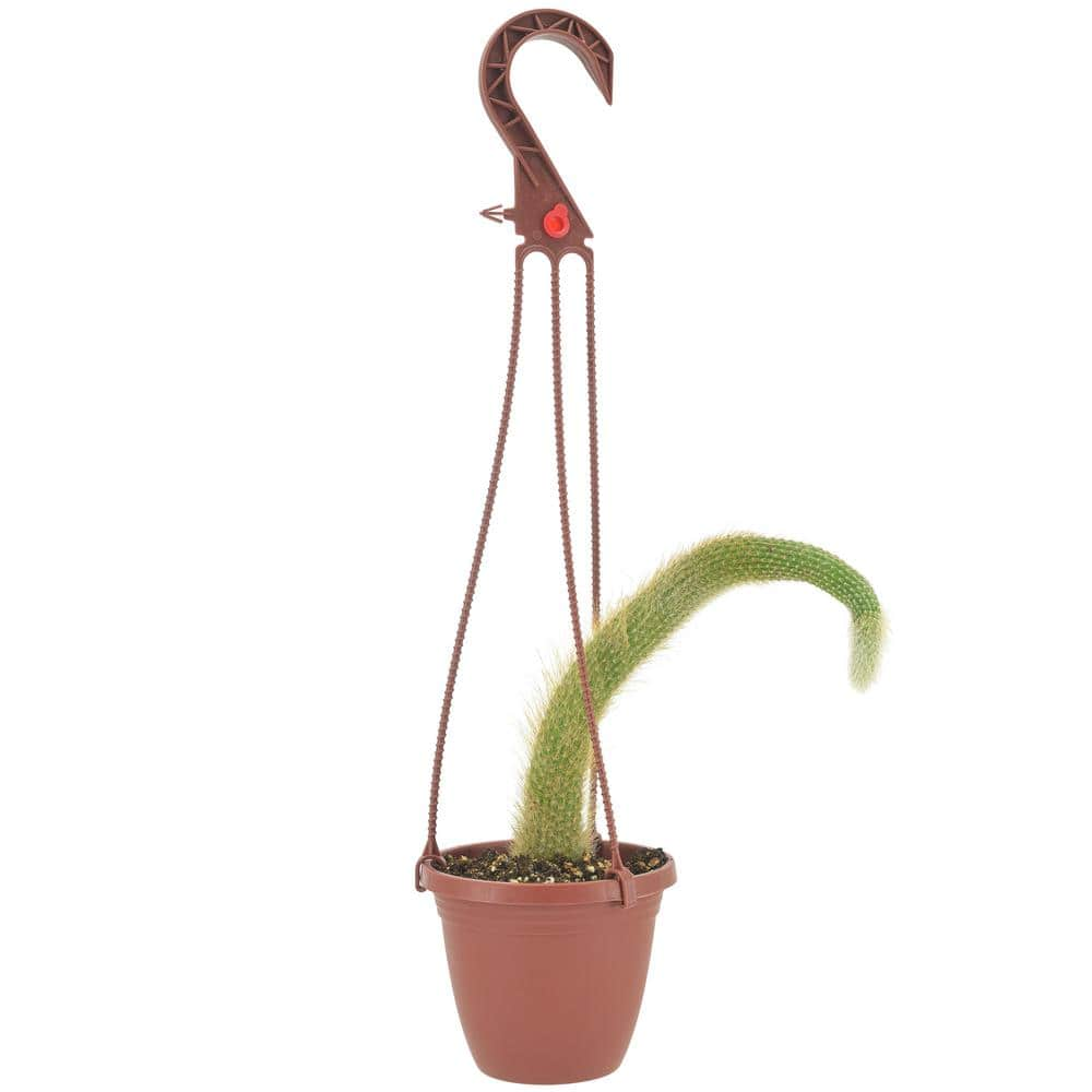 Arcadia Garden Products 4 in. Monkey Tail Cactus in Brown Plastic Hanging Basket LV93