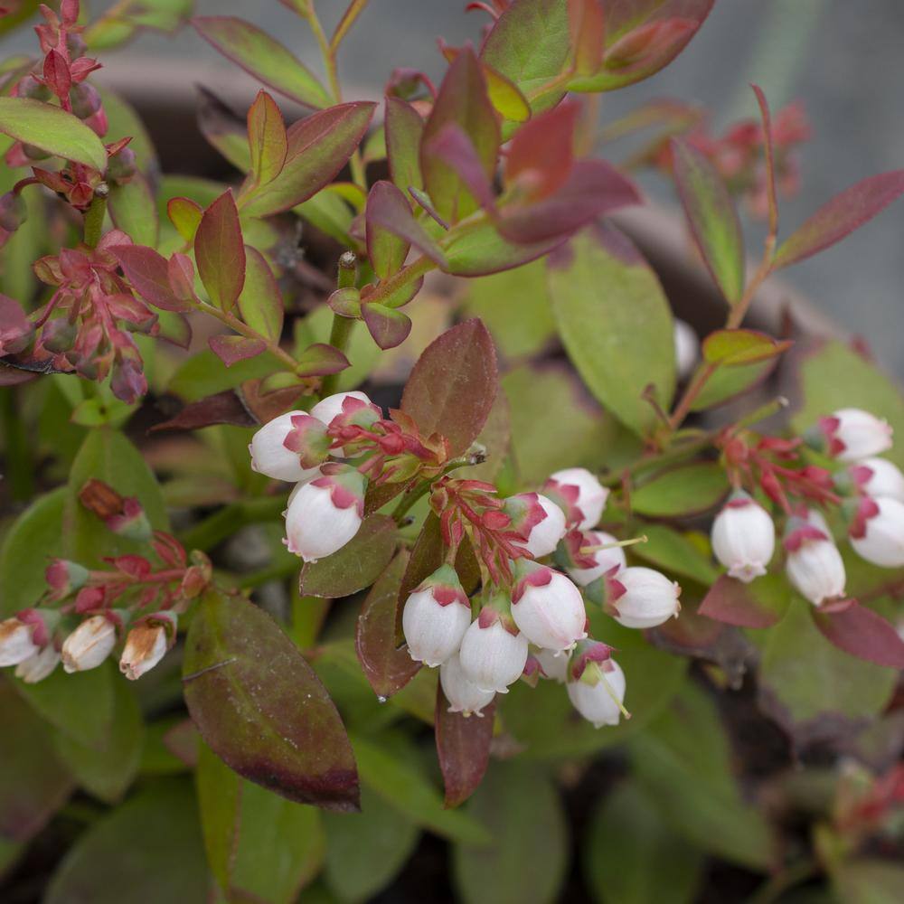 BUSHEL AND BERRY 1 Gal. Bushel and Berry Sapphire Cascade Hanging Blueberry Live Plant HD1667