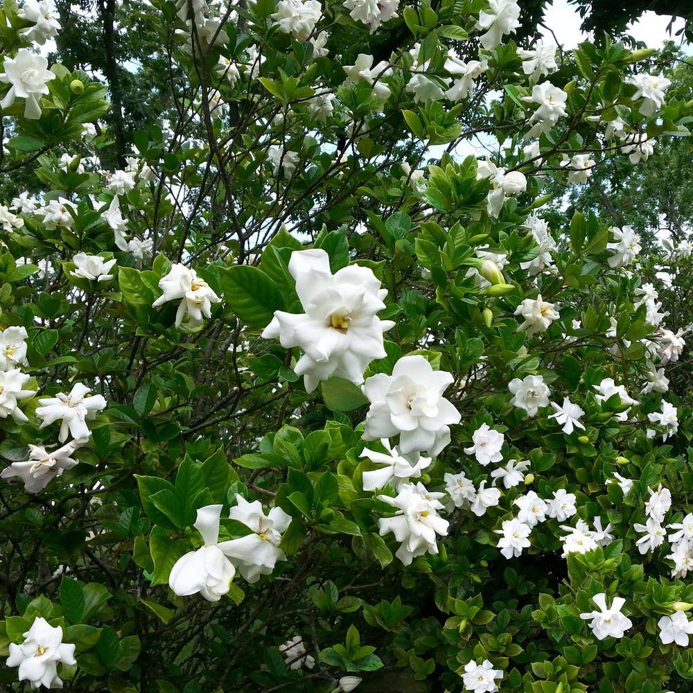 national PLANT NETWORK 2.5 qt. Gardenia August Beauty Flowering Shrub with White Blooms HD7124