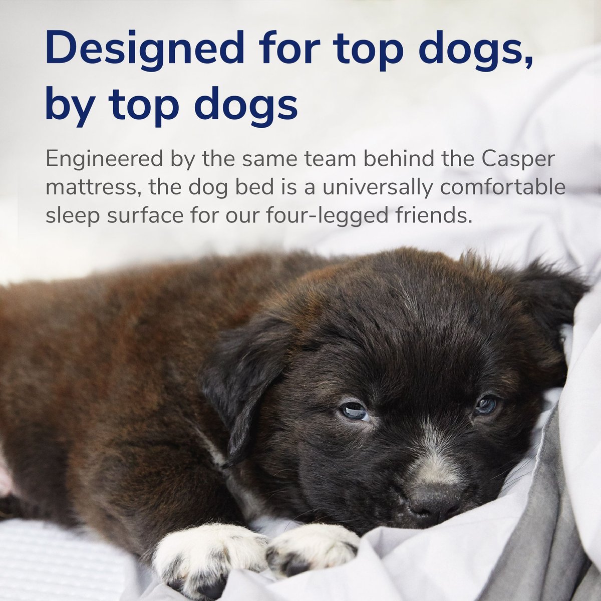 Casper Bolster Dog Bed