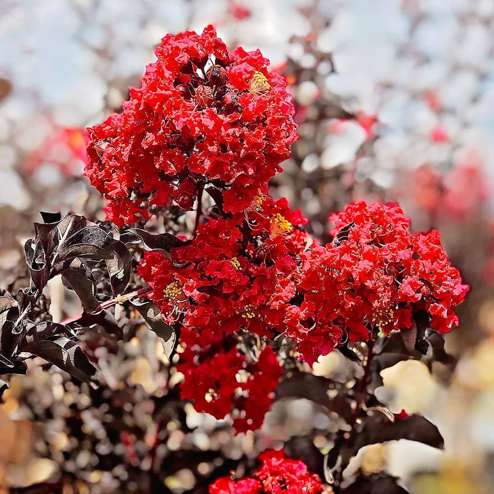 3 Gal. Crimson Red Black Diamond Crape Myrtle Tree CRMBCR03GX