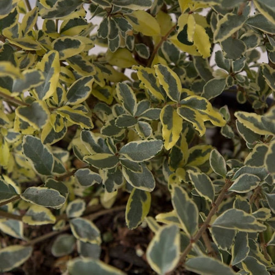 Variegated Privet Ligustrum (2.5 Gallon) Evergreen Shrub with Green and White Foliage - Full Sun Live Outdoor Plant