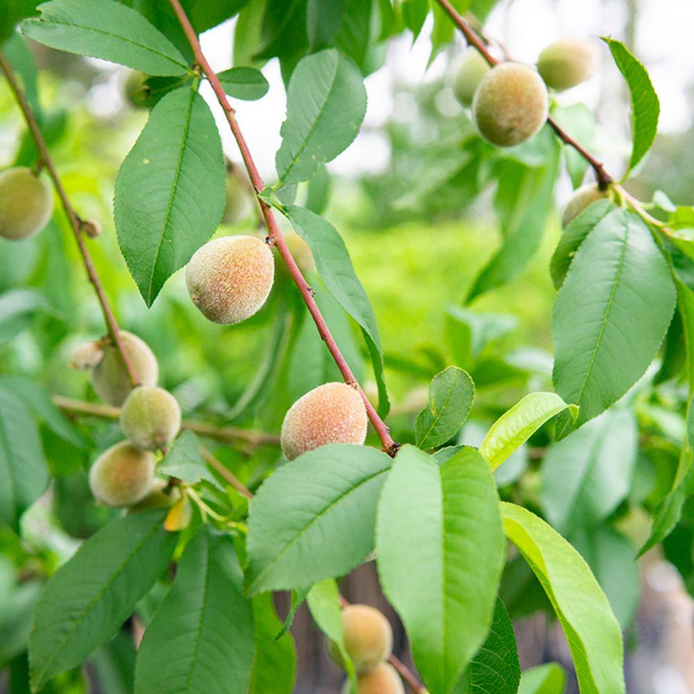 Perfect Plants 5 Gal. Flordaking Peach Tree (2-Pack) THD00412