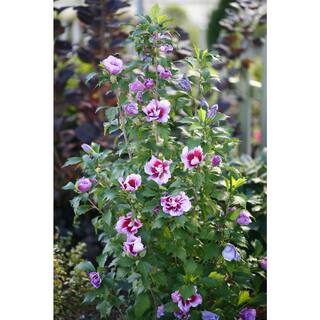 PROVEN WINNERS 2 Gal. Purple Pillar Rose of Sharon (Hibiscus) Plant with Purple Flowers 14762