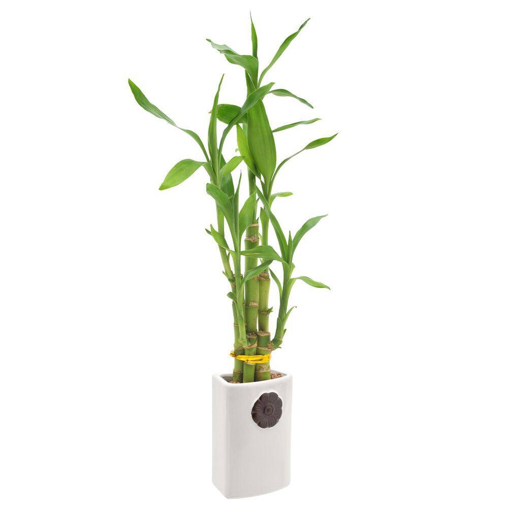 Arcadia Garden Products 2-12 in. 5-Stem Lucky Bamboo Contour II White Ceramic Planter LV27