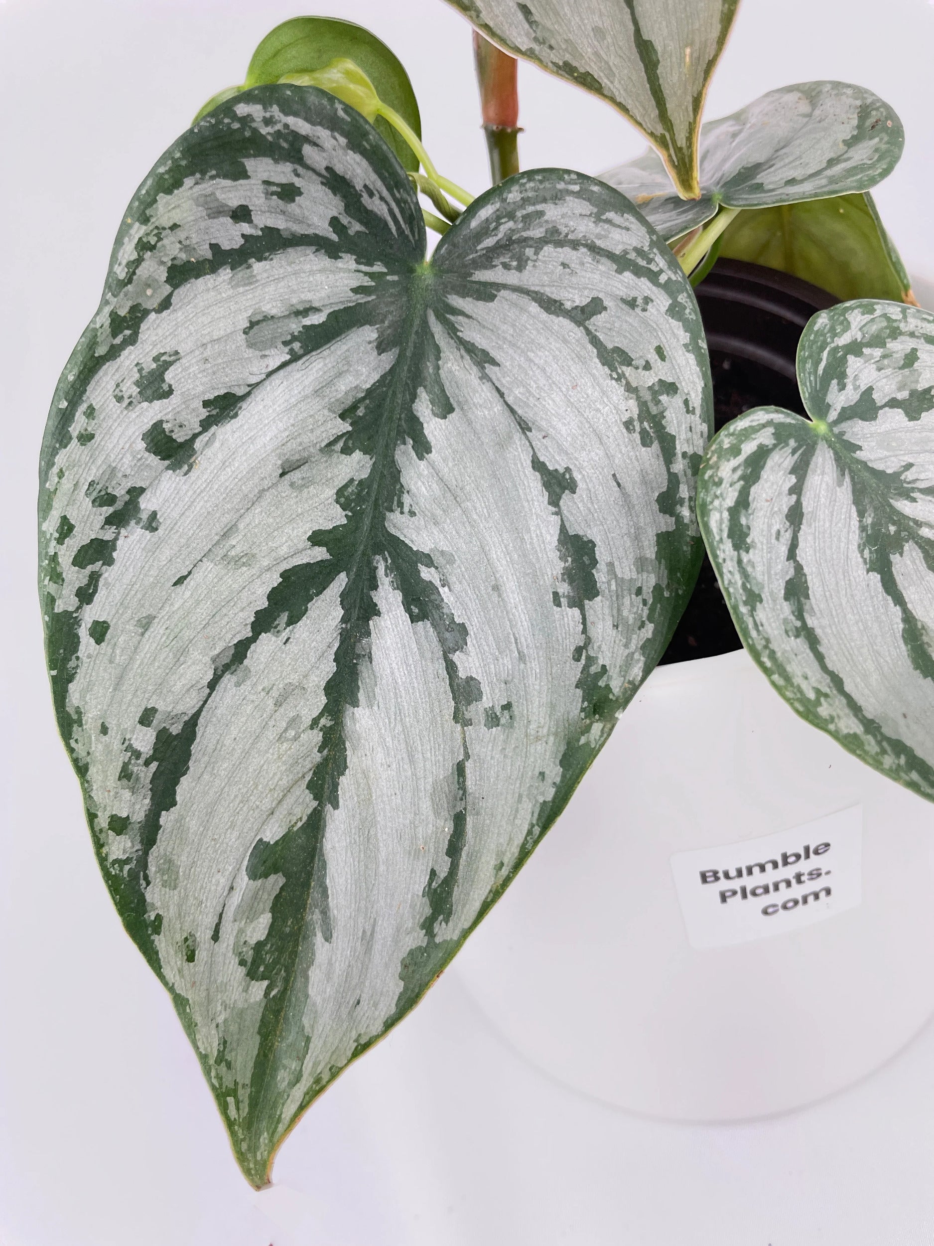 Philodendron Brandtianum Silver Leaf