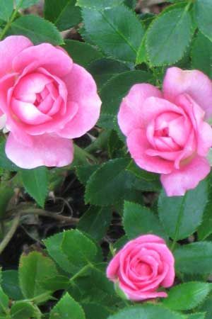 Sunrosa Fragrant Pink