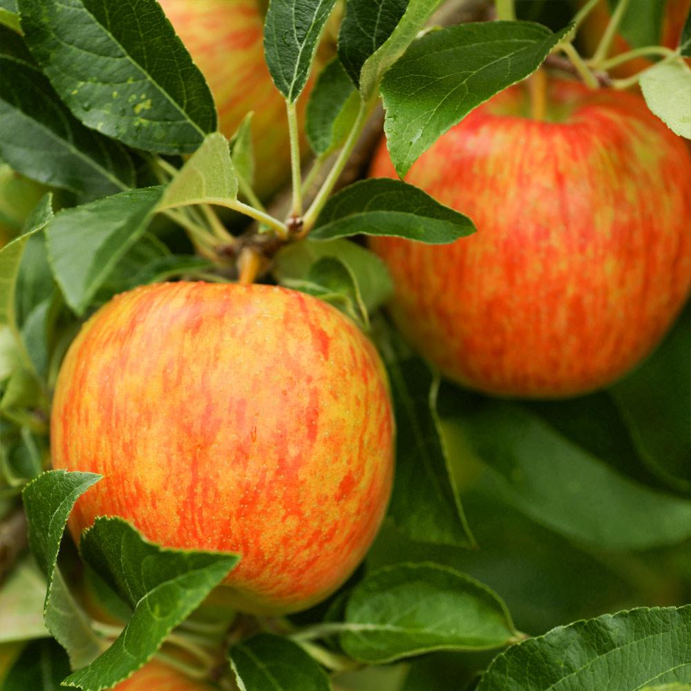 Honeycrisp™ Apple Tree