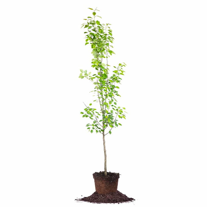 4-5 ft Ayers Pear Tree - Sweet Fruit - White Flowers