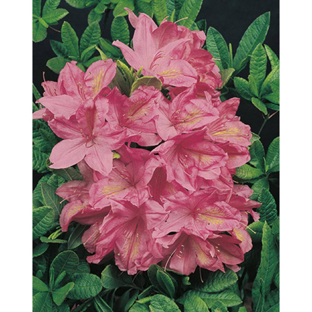BELL NURSERY 1 Gal. Tradition Azalea Live Flowering Evergreen Shrub Pink Flowers AZLEA1TRA1PK