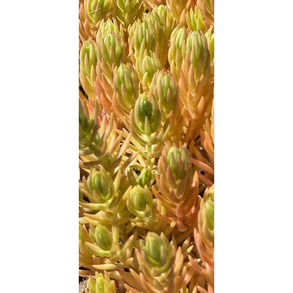 Zeus  Ruta Live Sedum Lemon Ball in Separate in Pots Pet-Safe (3-Pack) BG-40