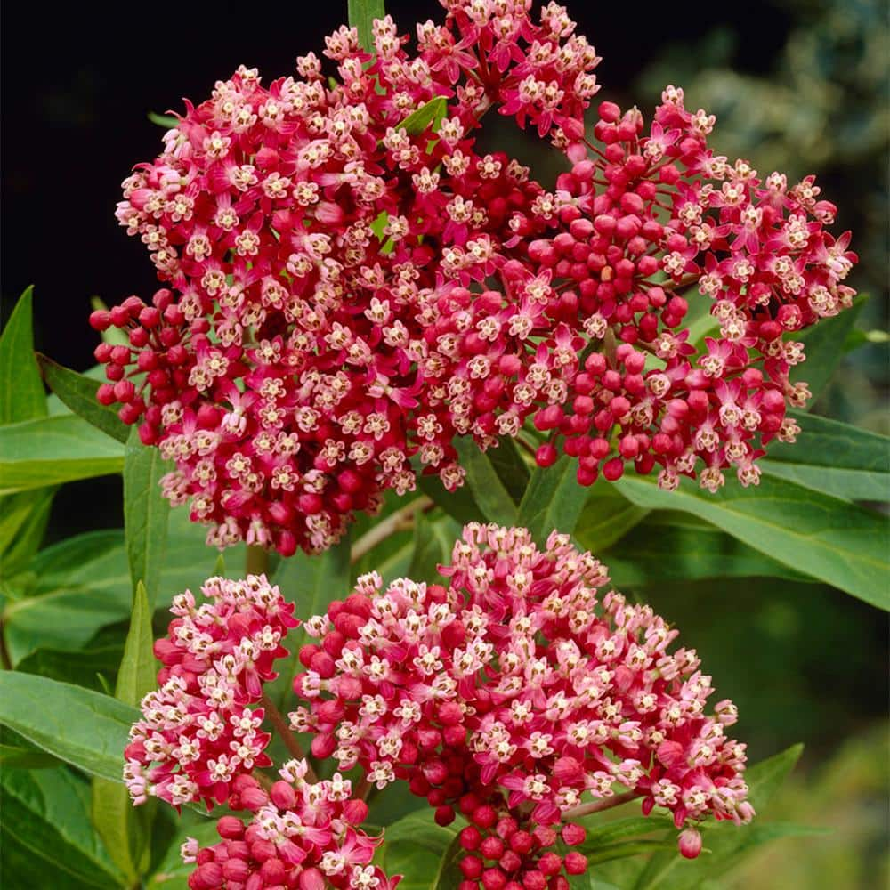 VAN ZYVERDEN Asclepias Incarnata Pink Support The Monarchs (Set of 3 Roots) 83748