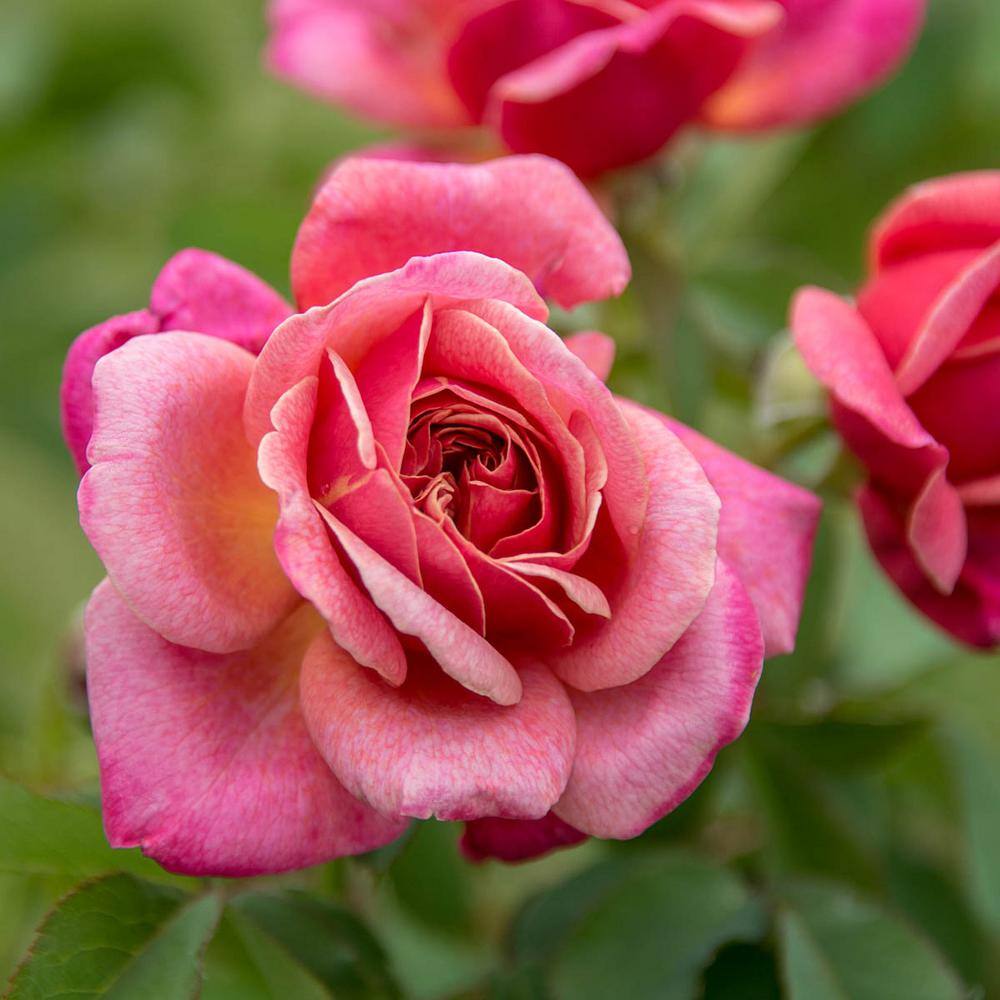 Spring Hill Nurseries Queen of Elegance Tree Rose Live Bareroot Plant with Pink Colors (1-Pack) 79158