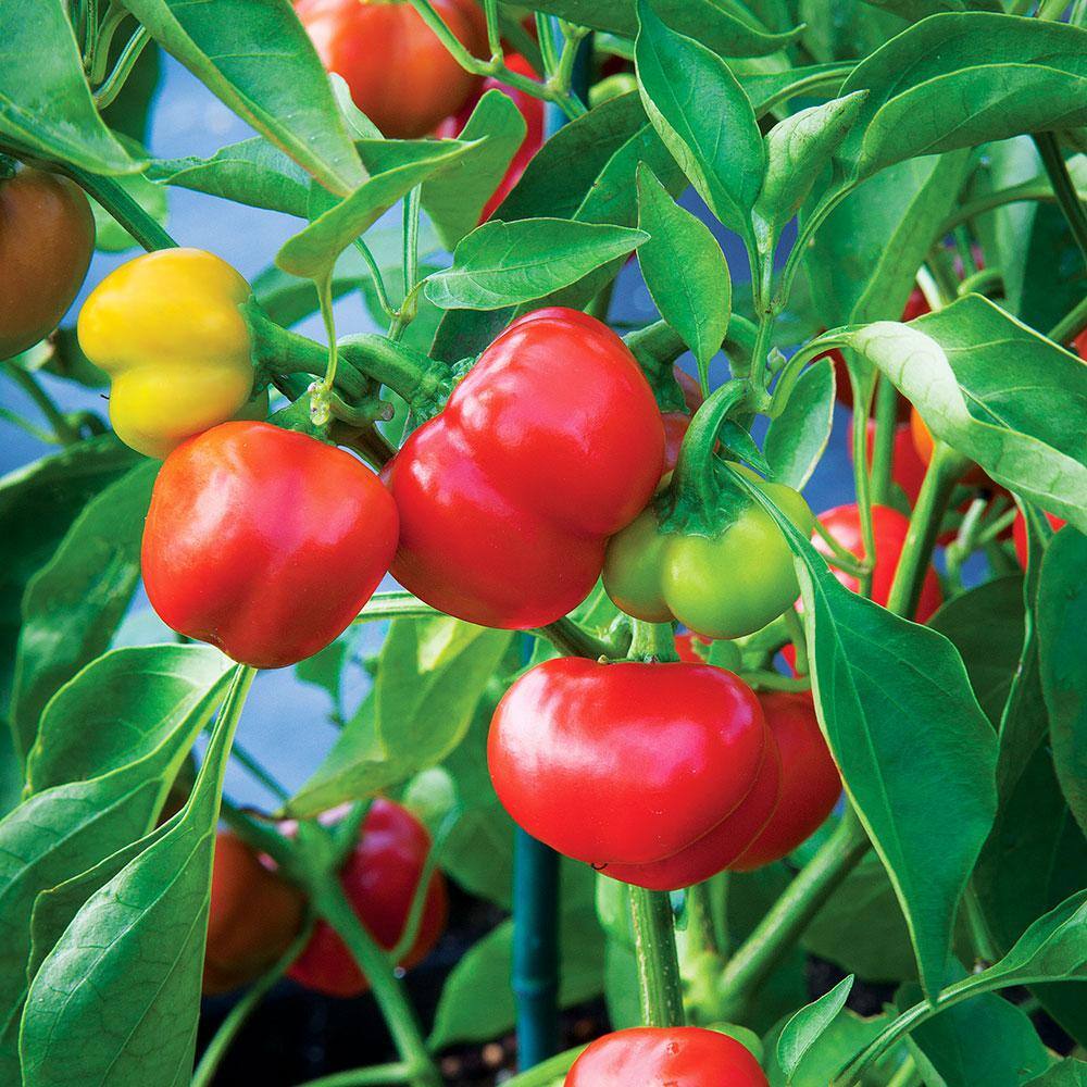 Bonnie Plants 19 oz. Pimiento Pepper Plant 2800