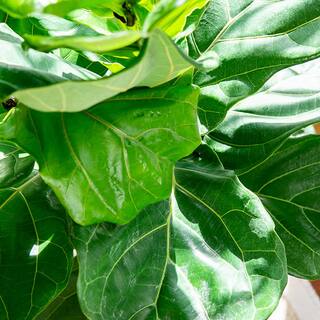 3 Gal. Fiddle Leaf Fig Plant (2-Pack) THD100002