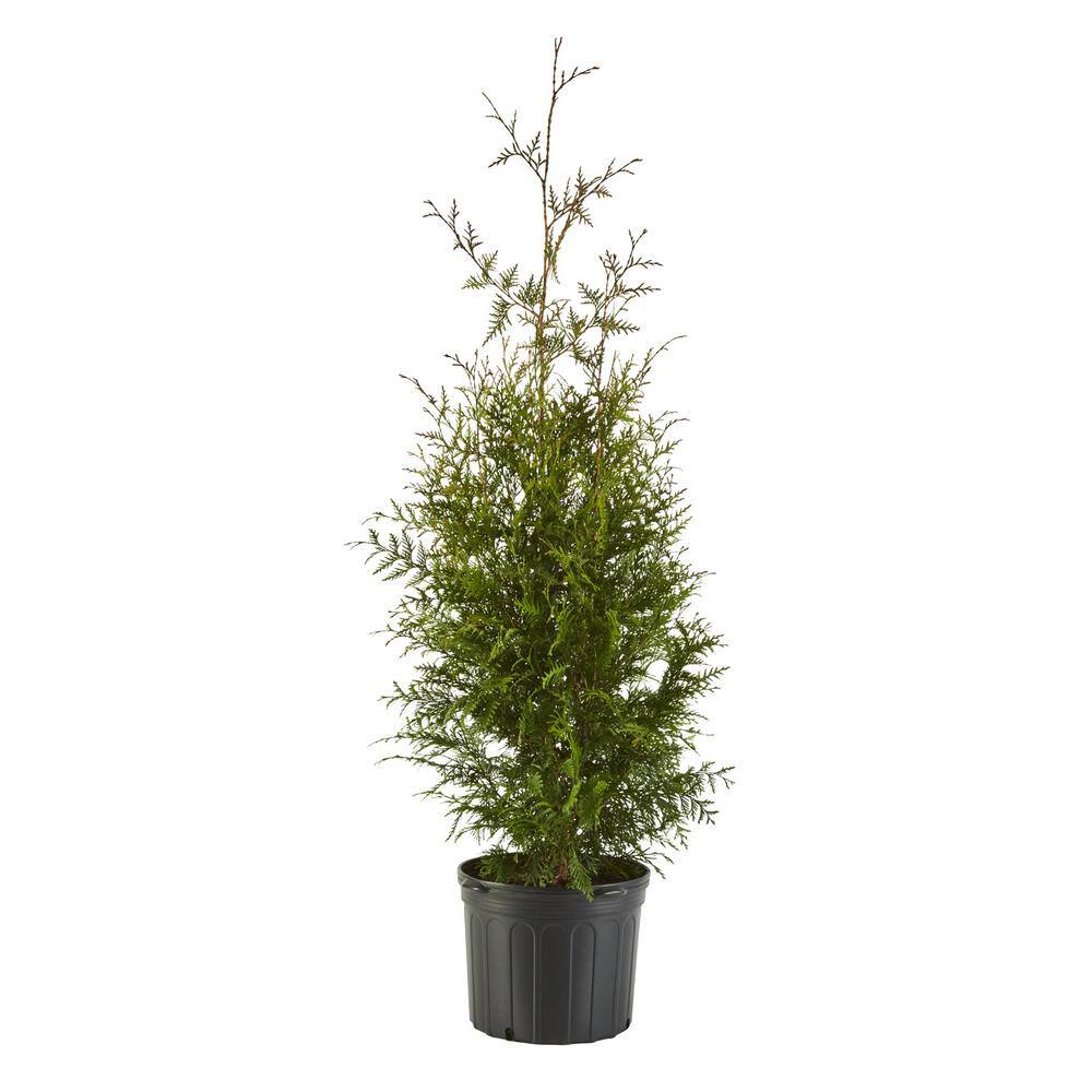 2.25 Gal. Arborvitae Green Giant Shrub with Green Foliage 14037