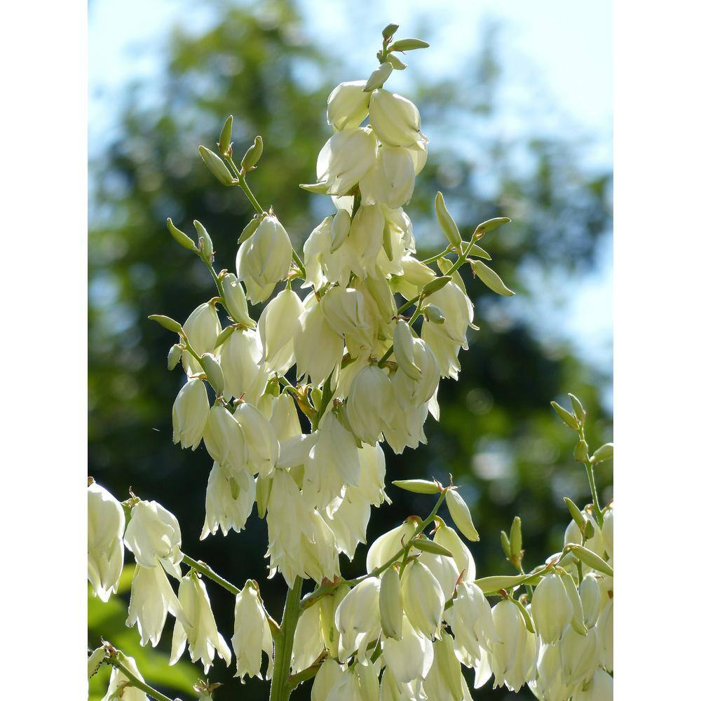 Online Orchards 1 Gal. Golden Sword Yucca Shrub SBYC001