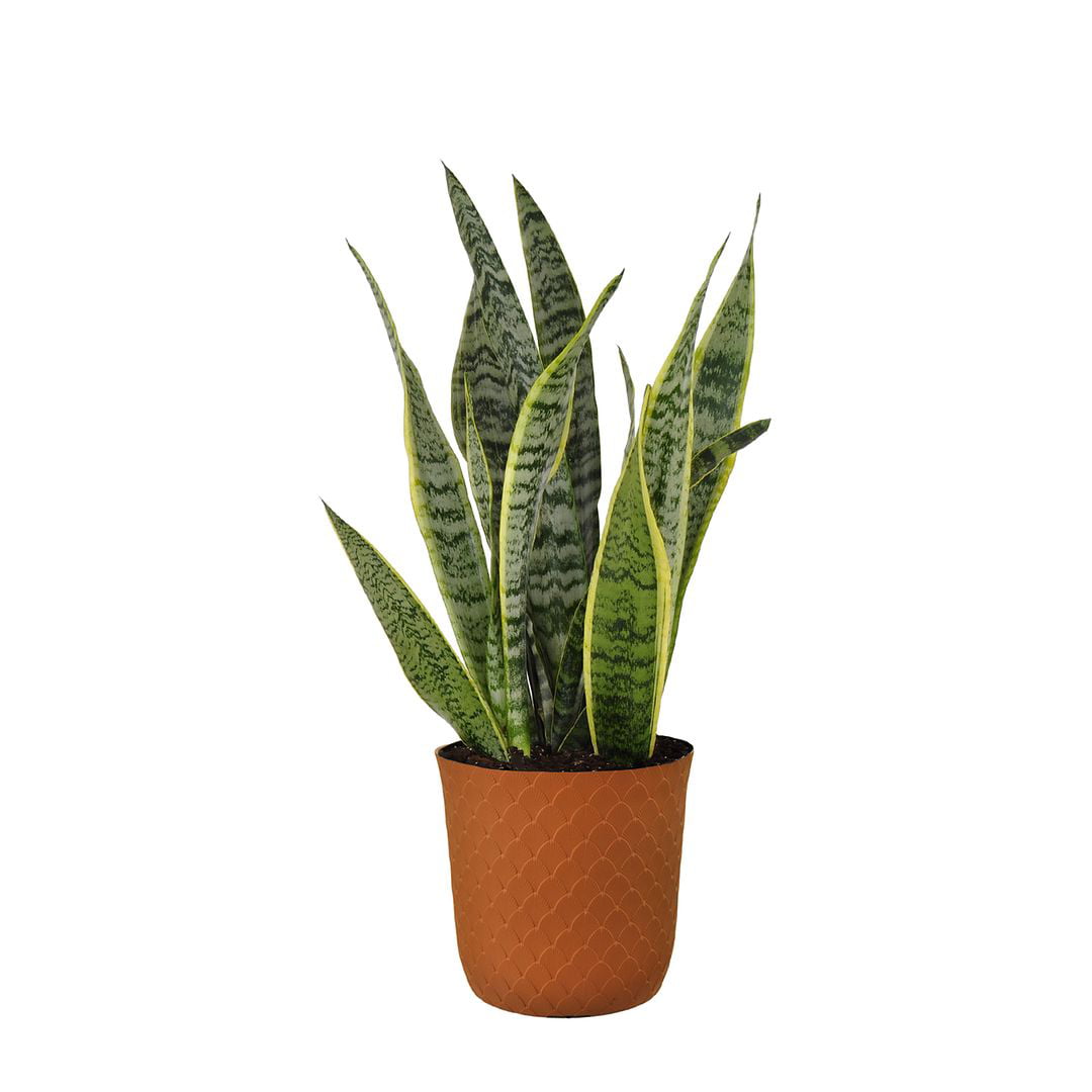 United Nursery Live Sansevieria Laurentii Houseplant 24-28in Tall in 10 inch Terracotta Bayside Decor Pot