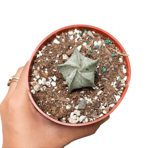 Rare Astrophytum Myriostigma Bishop's Cap Cactus， Unique Succulent Gift Ideas - 4 inch with Clay Pot