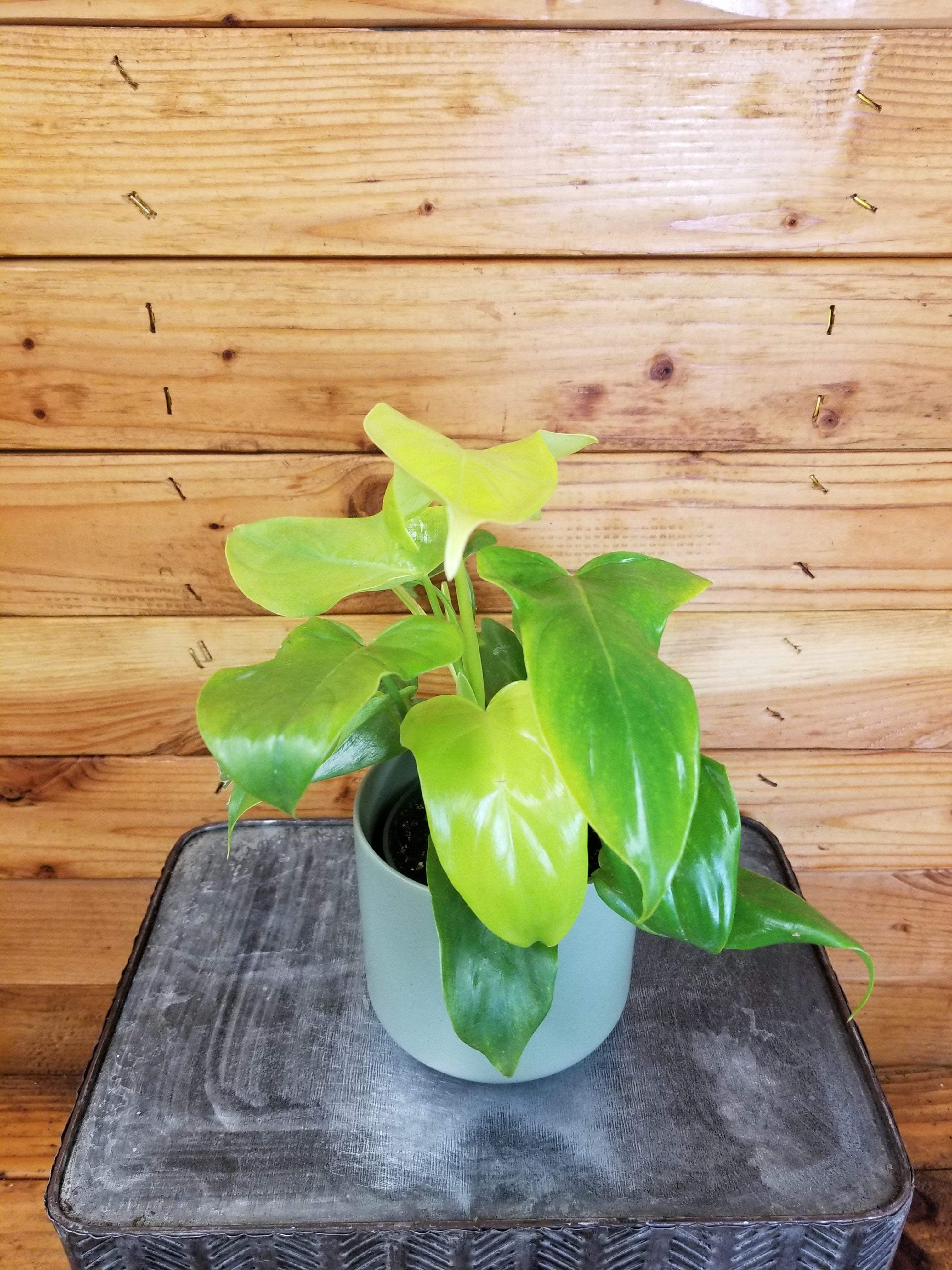 Philodendron Bipennifolium Golden Violin， 4